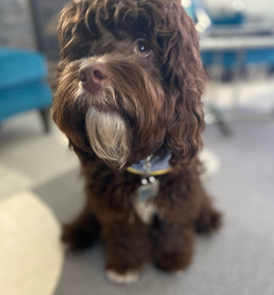 chocolate cockapoo with groomed coat - how often should you trim a cockapoo coat