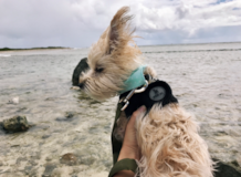 Puppy For Sale Premier Pups Funny Yorkie Designer Pup