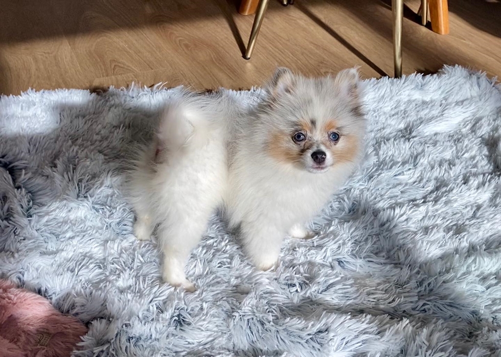 Graceful and charming Pomeranian dog in a cozy apartment