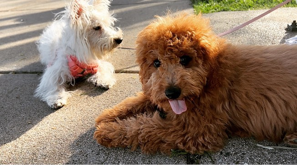 mini goldendoodle dog on a leash near a white dog