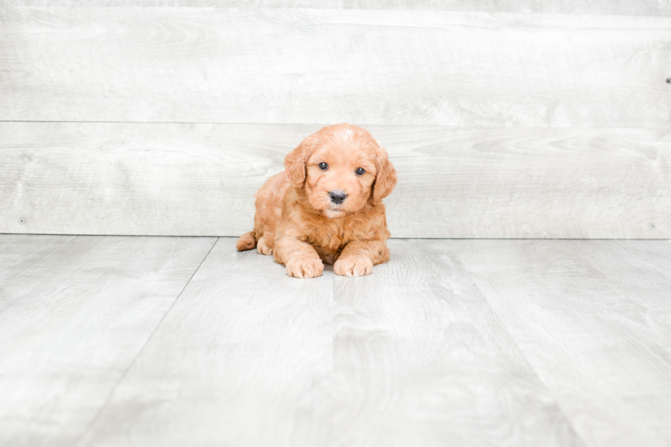 Meet Rossi - our Mini Goldendoodle Puppy Photo 1/4 - Premier Pups