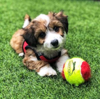 tricolor Aussiechon puppy