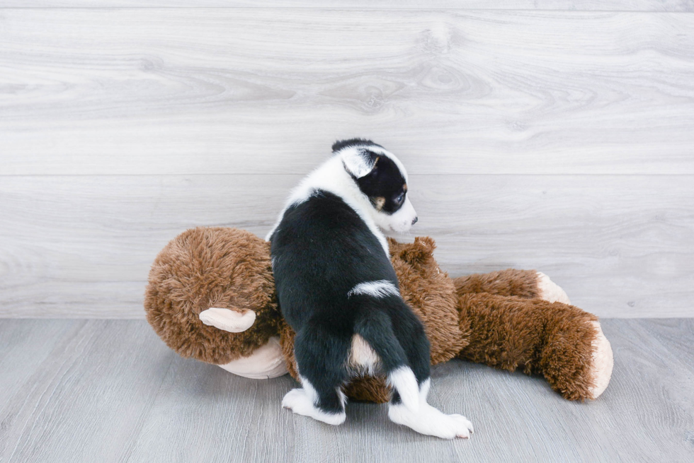 Cowboy Corgi Puppy for Adoption