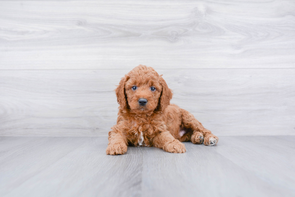 Meet Ruger - our Mini Goldendoodle Puppy Photo 2/3 - Premier Pups
