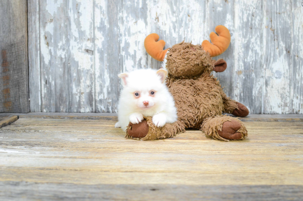 Premier Pups for sale in Ohio Buy or adopt a puppy breed on Premier Pup