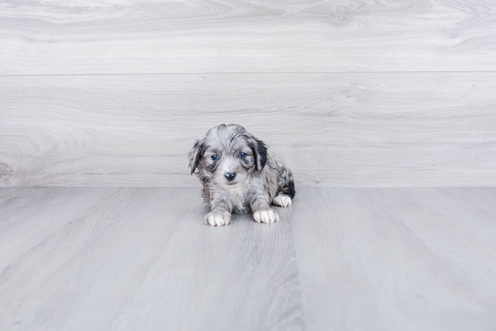 Meet Nico - our Mini Aussiedoodle Puppy Photo 2/5 - Premier Pups