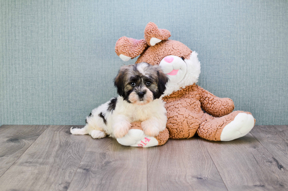 where to buy a teddy bear puppy