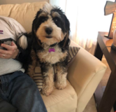 Mini Bernedoodle Being Cute