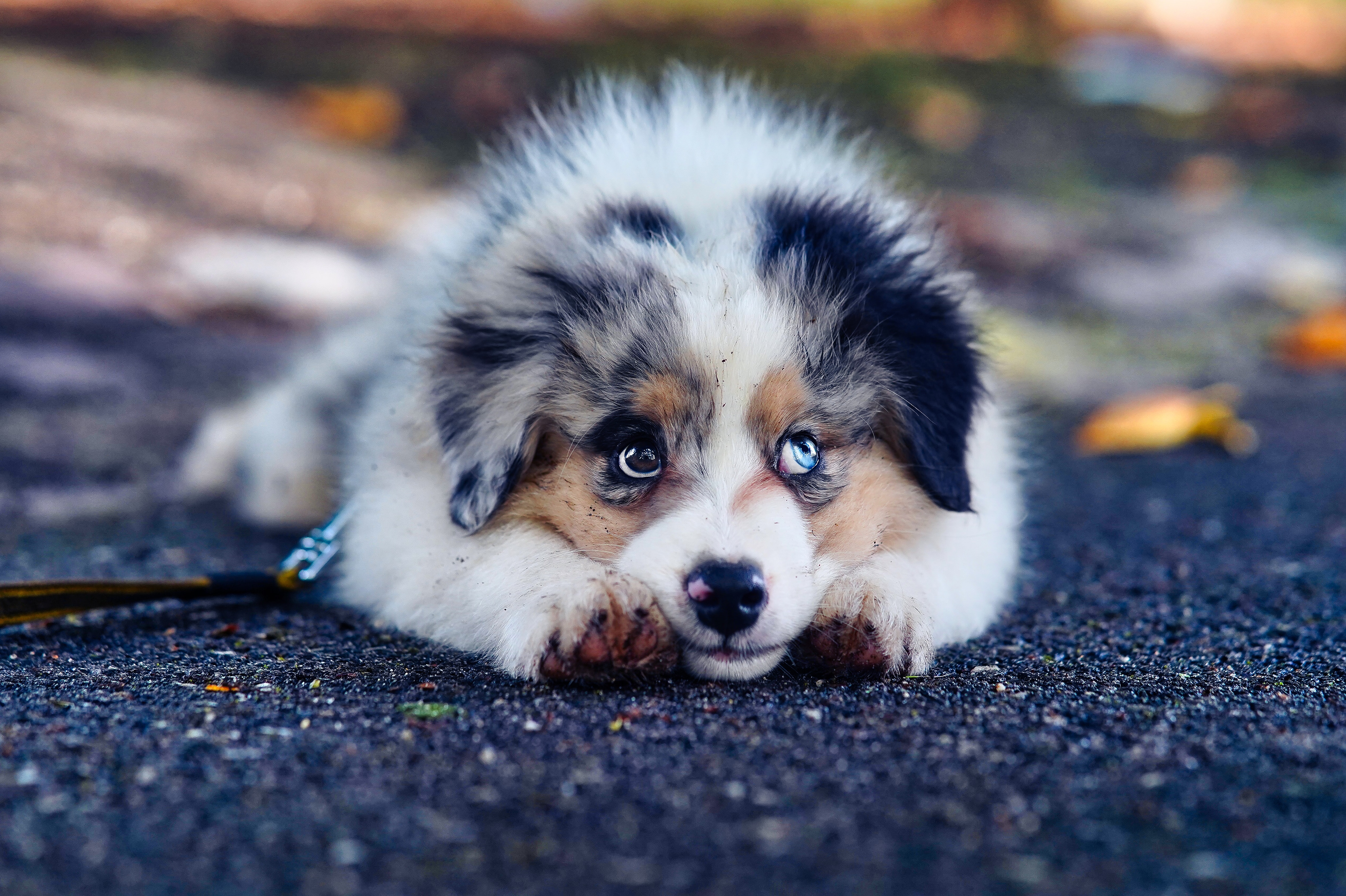 mini aussiedoodle with blue eyes