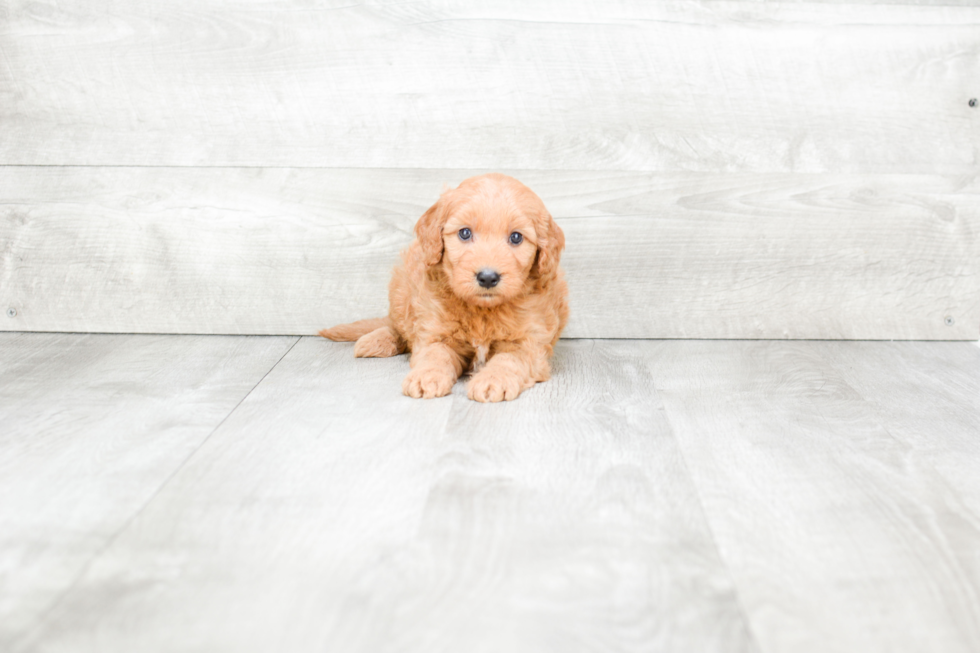 Meet Renee - our Mini Goldendoodle Puppy Photo 1/3 - Premier Pups