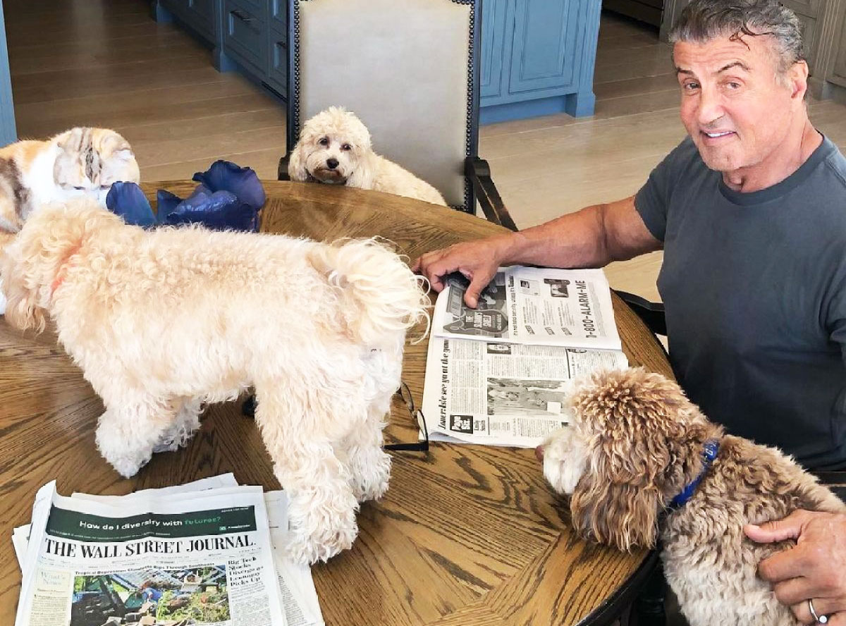 Sylvester Stallone sitting at a table with his three Cavapoo dogs
