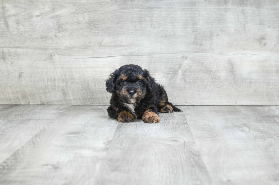 6 week yorkie poo puppies yorkie poo puppies for sale designer breed for sale in ohio 6 week yorkie poo puppies yorkie poo puppies for sale designer breed for sale in ohio