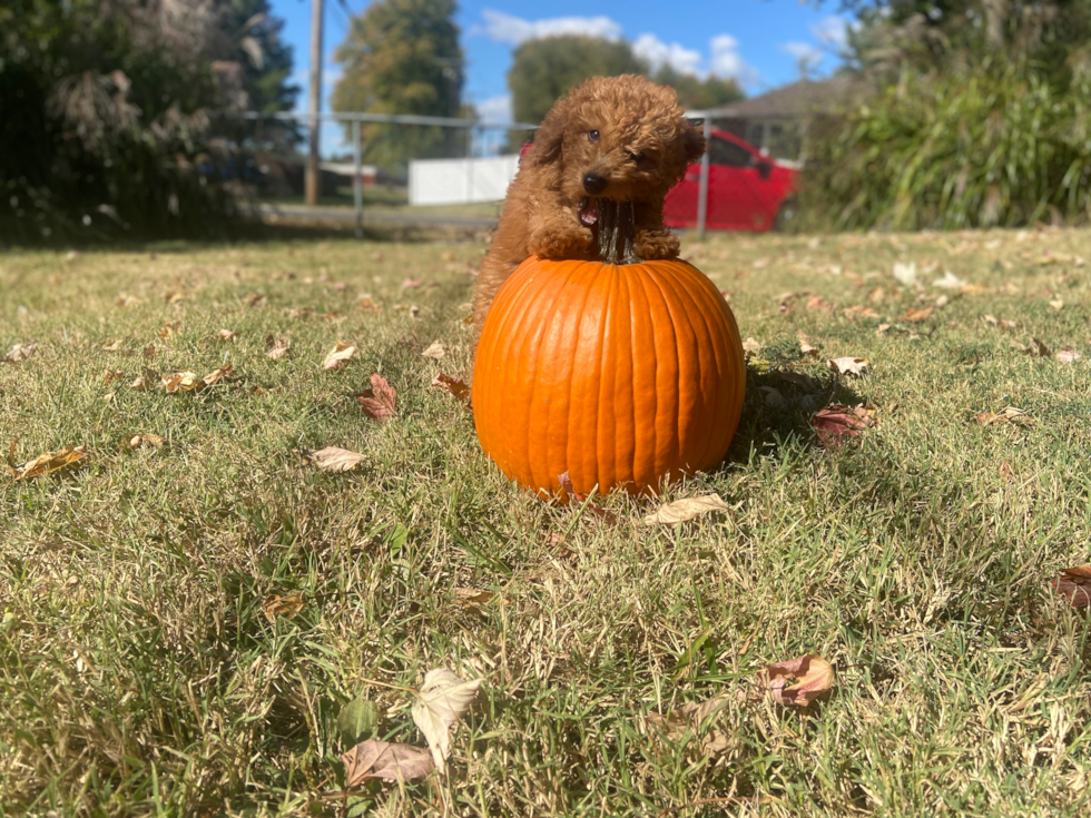 brown mini goldendoodle puppy sitting in a field of grass chewing the top of a pumpkin 