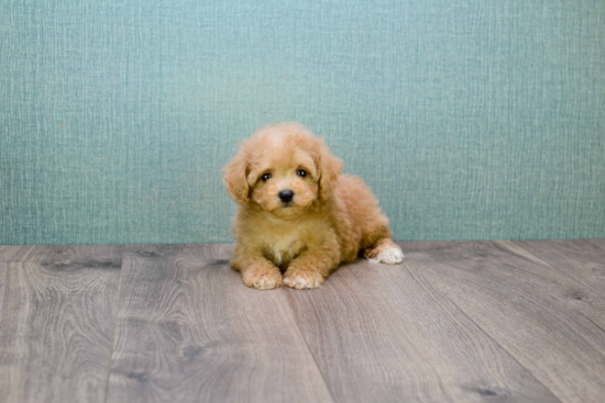 Cavapoo Pup Being Cute