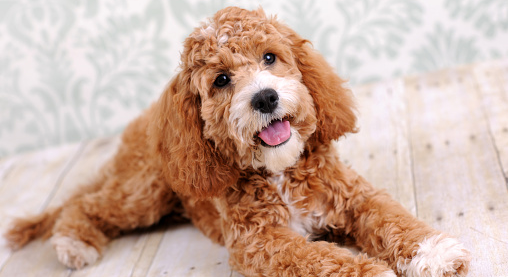 The Top 20 Designer Dog Breeds in 2023 (With Pictures)