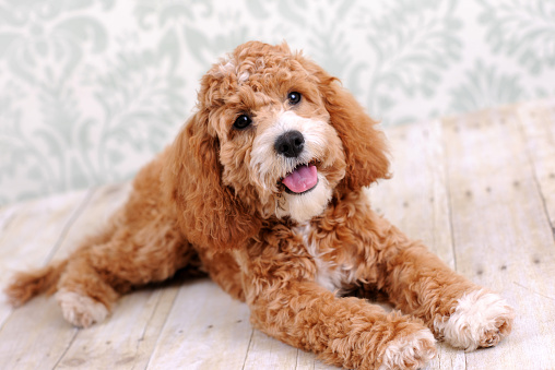 15 Best Dog Breeds for First-Time Dog Owners - Premier Pups