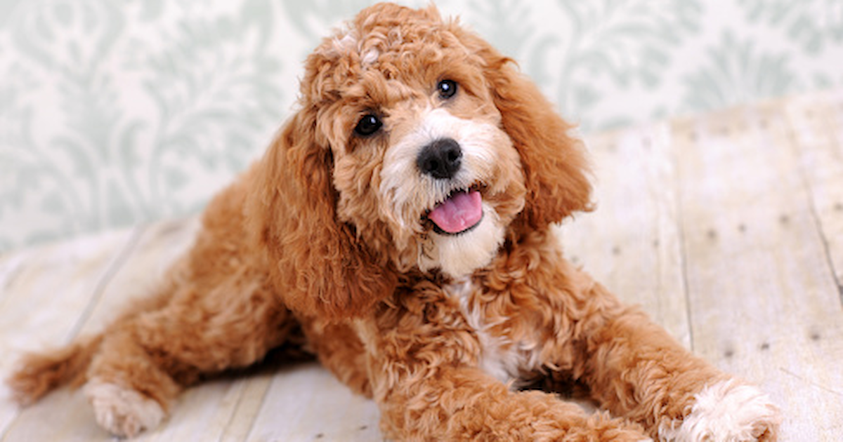 15 Popular Brown Dog Breeds