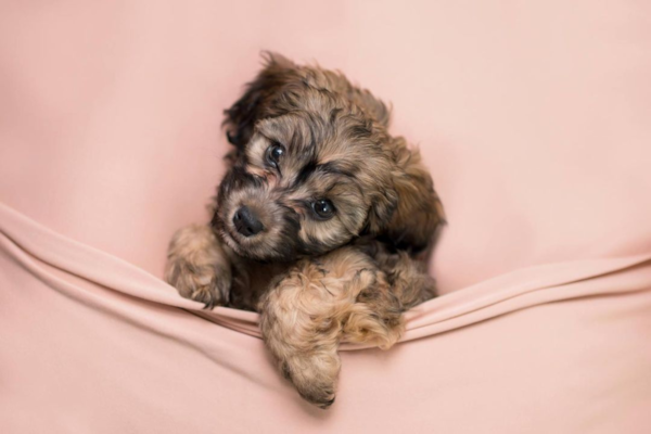 150+ Cavapoo Name Ideas You Will Love | Premier Pups