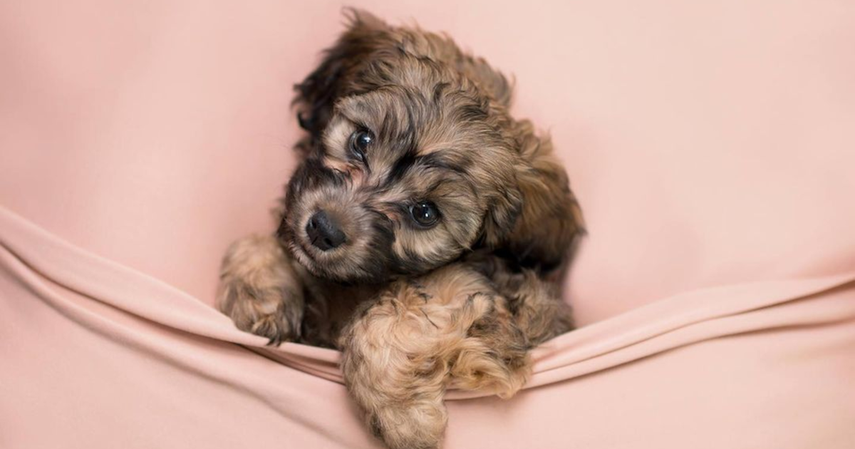 150+ Cavapoo Name Ideas You Will Love | Premier Pups