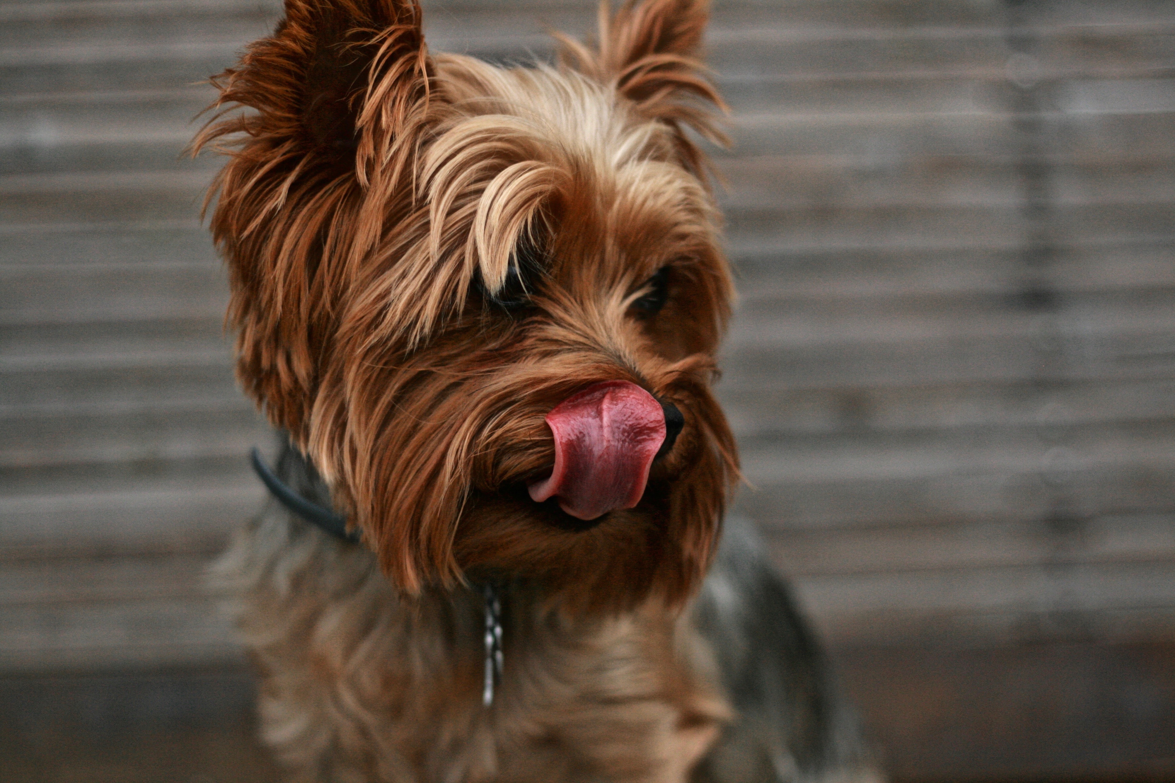 brown Yorkshire terrier dog licking its lips