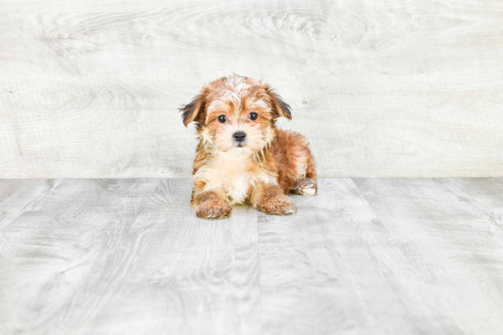 Meet Boston - our Morkie Puppy Photo 4/4 - Premier Pups