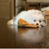 Smart Pomeranian Purebred Pup
