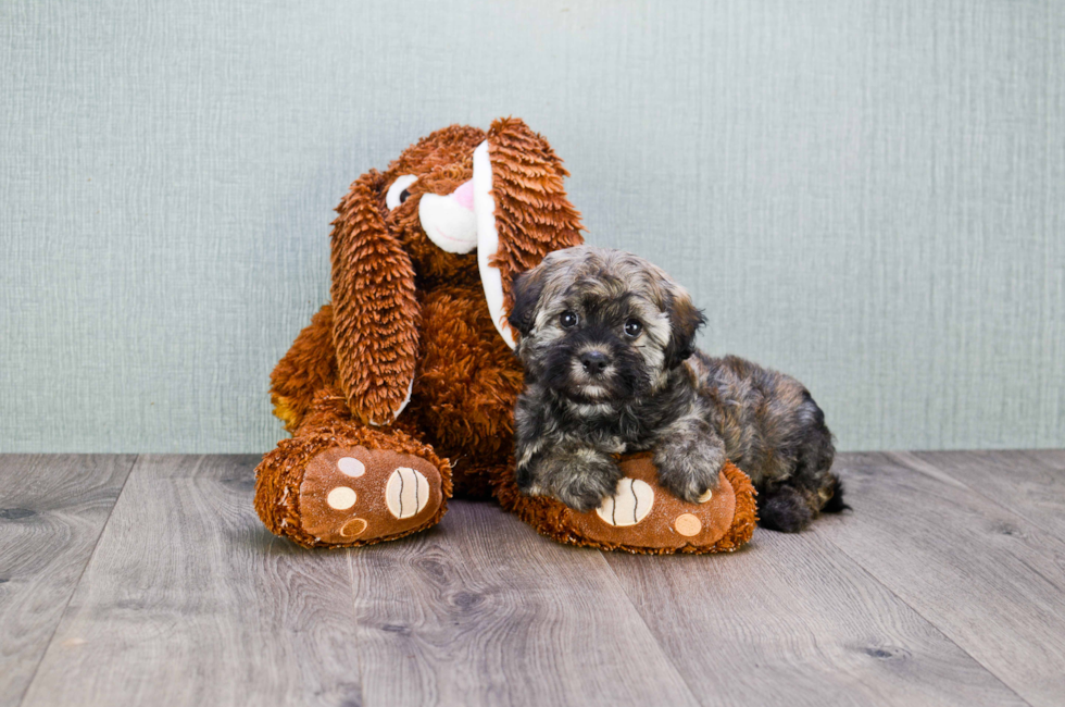 Havanese puppies for sale | Small purebred Havanese ...