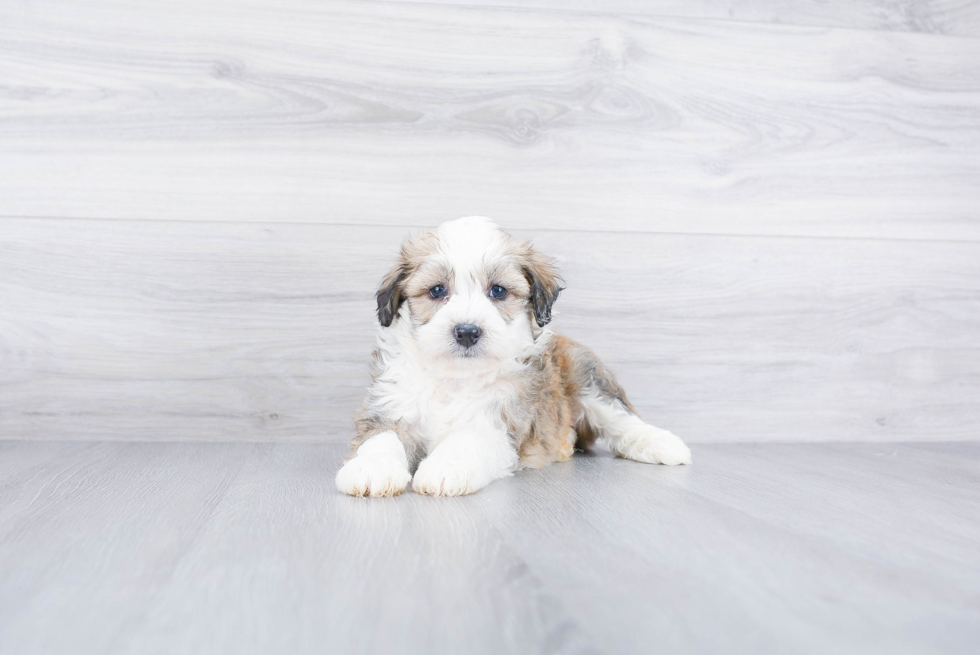 Meet Roush - our Mini Aussiedoodle Puppy Photo 3/3 - Premier Pups
