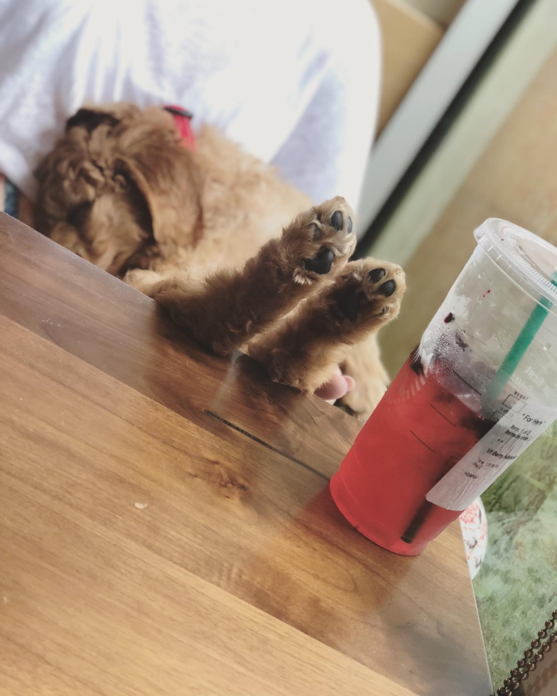 mini goldendoodle sitting on its back with its back paws upwards