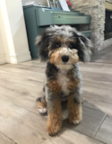 Popular Bernadoodle Poodle Mix Pup