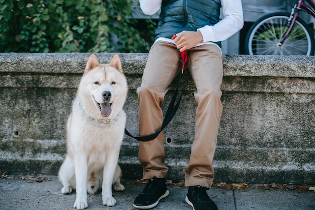 a white akita on a leash next to a human