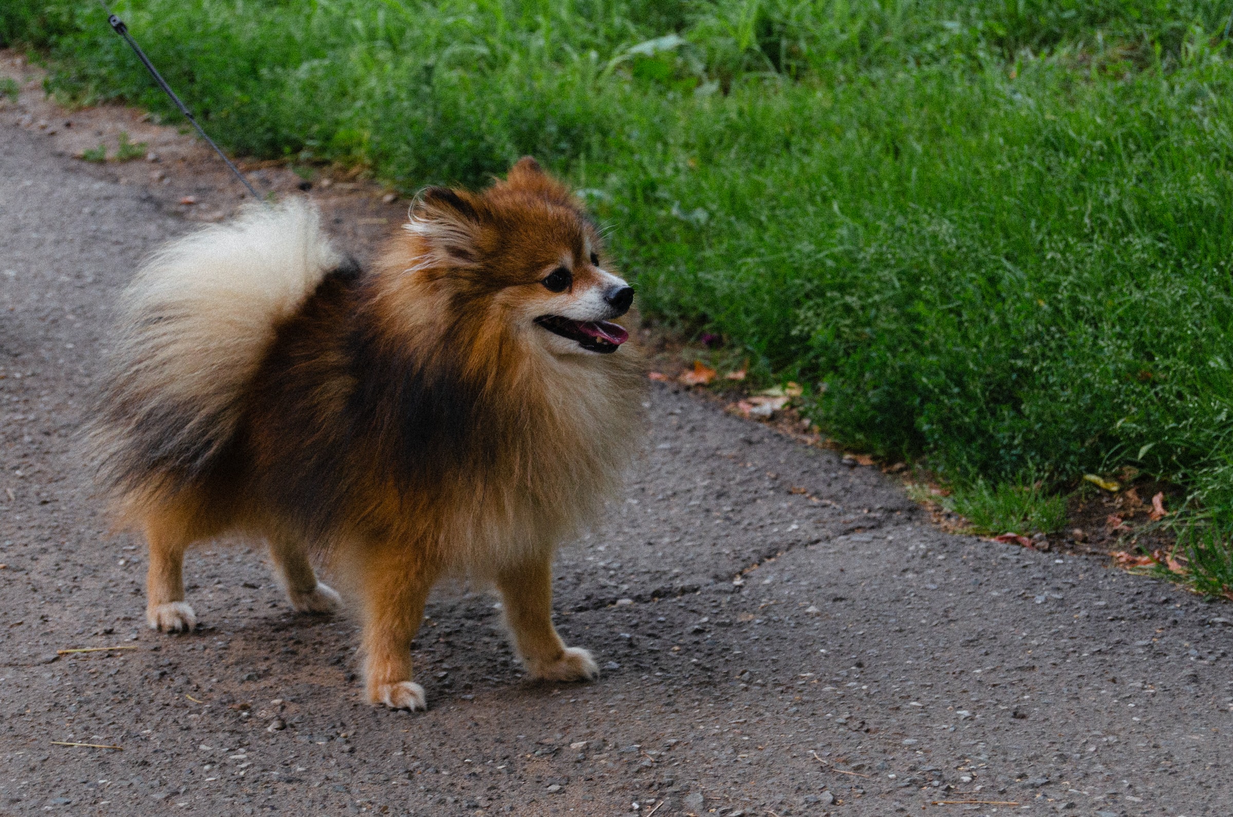 picture of a chocolate Pomeranian