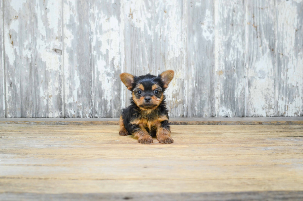 Mixed Breed Pup Being Cute