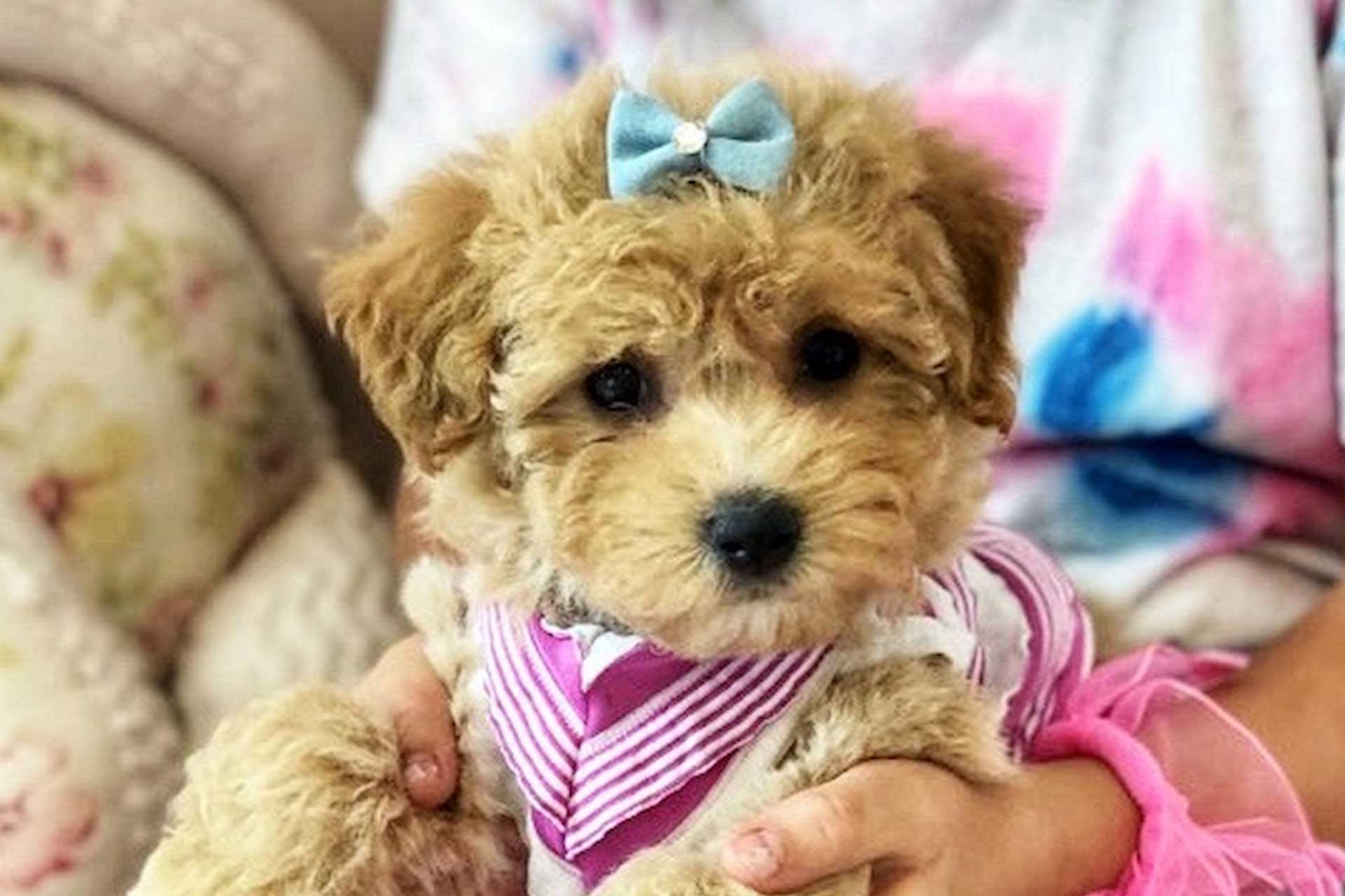 Poochon puppy