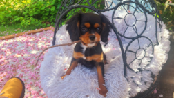Cavalier King Charles Spaniel Puppy For Sale Premier Pups Cavalier King Charles Spaniel Puppy For Sale Premier Pups