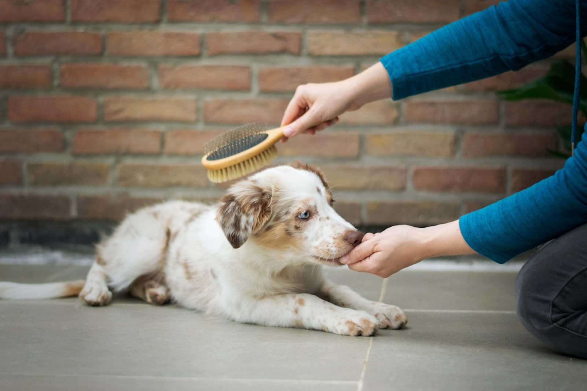 Calm puppy after separation anxiety treatment