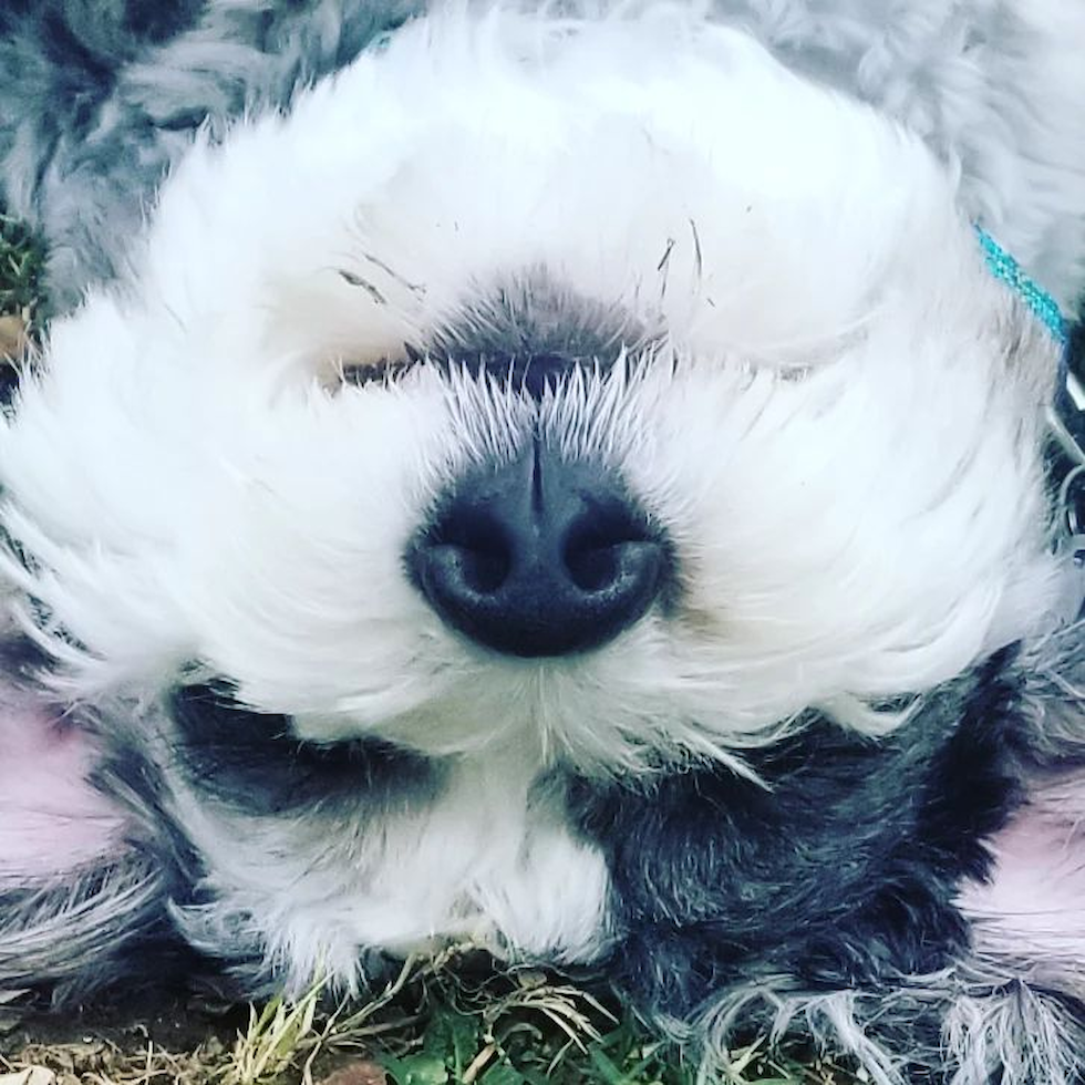 mini bernedoodle face close up upside down - are mini bernedoodle good family dogs 