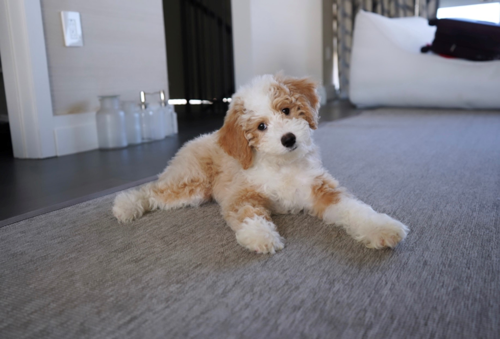 Mini Sheepadoodle - Undeniably Adorable - Premier Pups