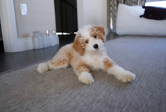 Fluffy Mini Sheepadoodle Poodle Mix Pup