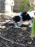 Mini Bernedoodle Being Cute