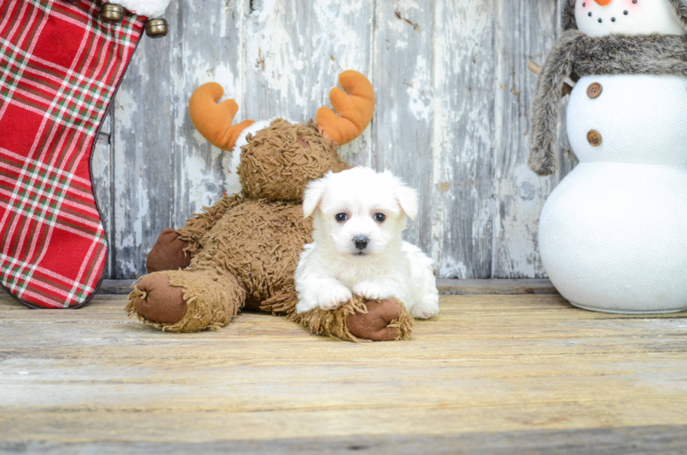 Premier Pups for sale in Ohio Buy or adopt a puppy breed on Premier Pup