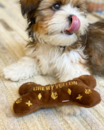 Shih Tzu Pictures, Size, Temperament +More | Premier Pups