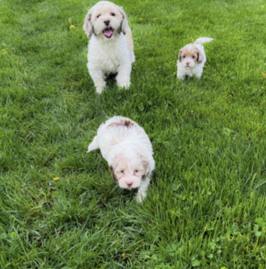 premier pups puppies with their mother running on a green lawn