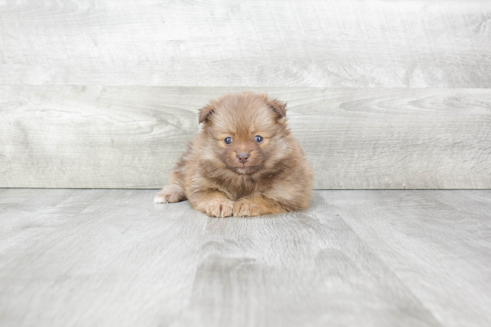 Smart Pomeranian Purebred Puppy