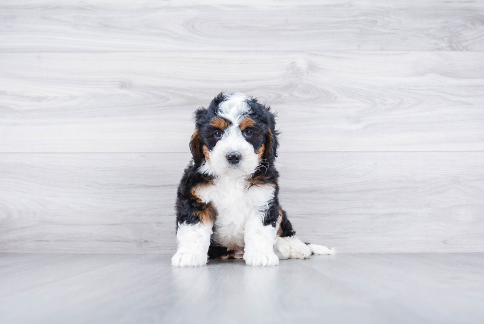 Meet Migo - our Mini Bernedoodle Puppy Photo 1/3 - Premier Pups
