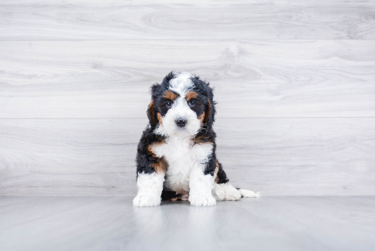 Meet Migo - our Mini Bernedoodle Puppy Photo 1/3 - Premier Pups