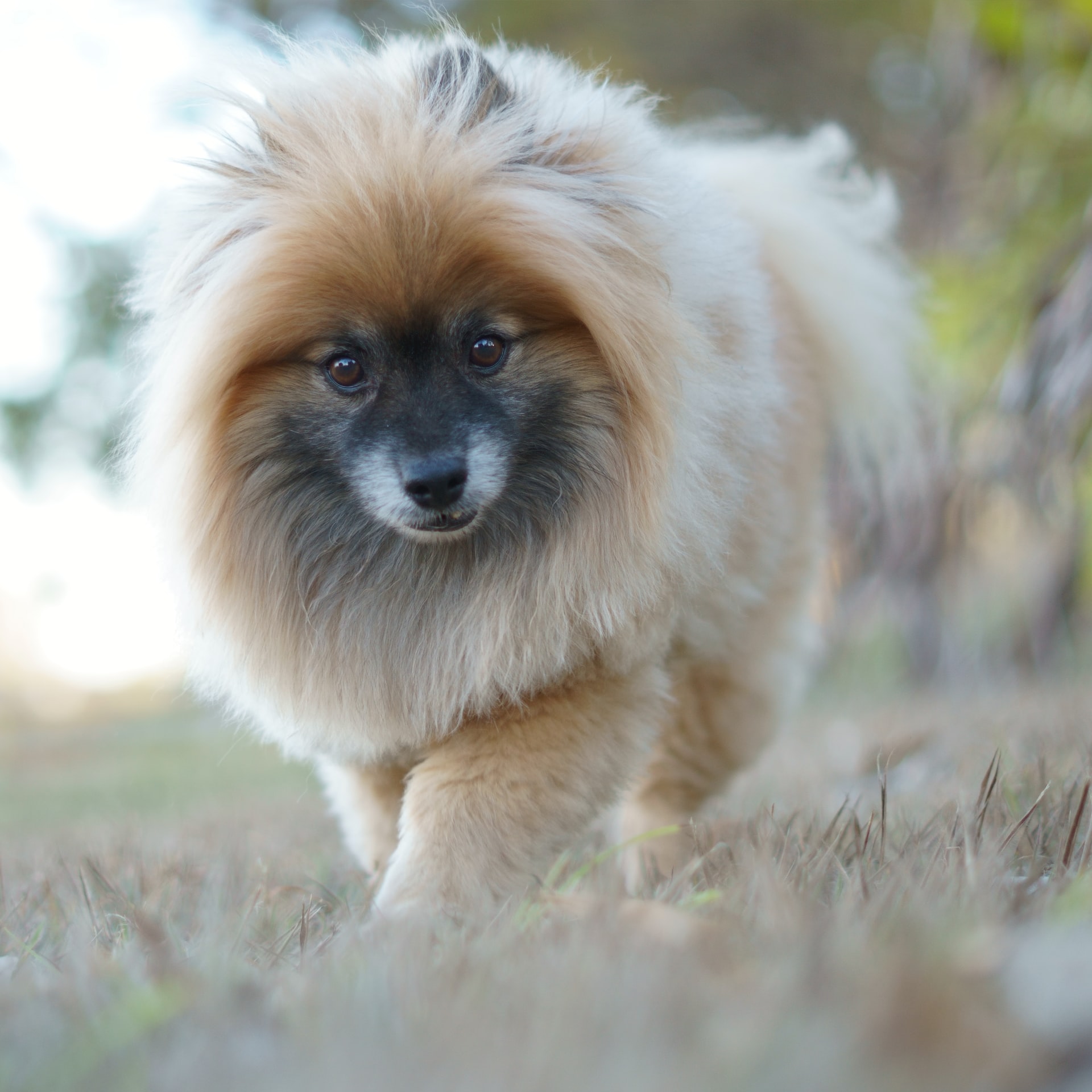 picture of a wolf sable Pomeranian