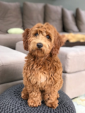 Mini Goldendoodle Being Cute