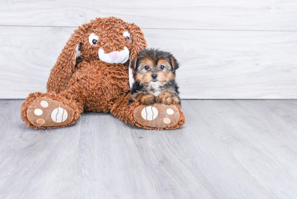 Meet Beyonce - our Yorkshire Terrier Puppy Photo 