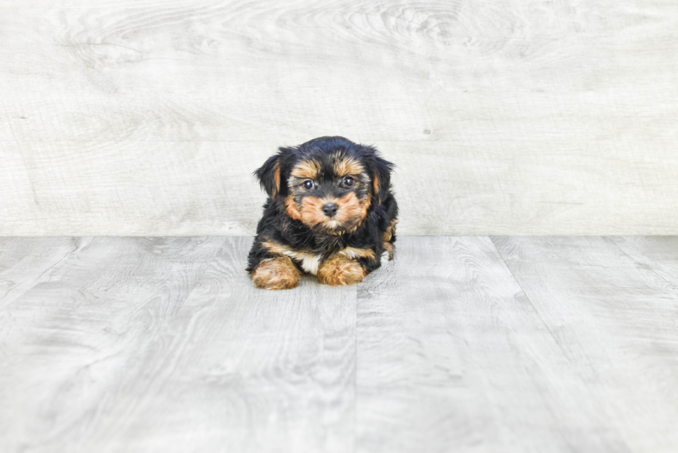 Meet Beyonce - our Yorkshire Terrier Puppy Photo 
